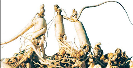 Ginseng tradition alive in Wanliang center