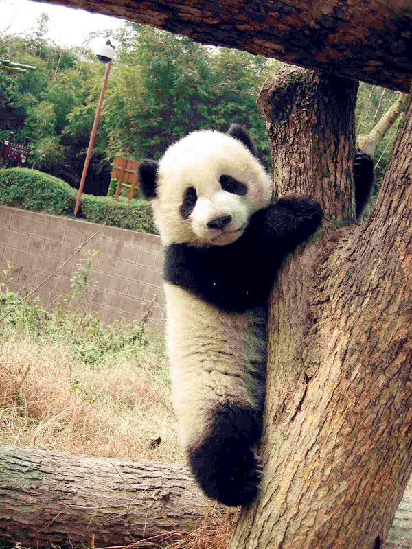 Tree-loving pandas