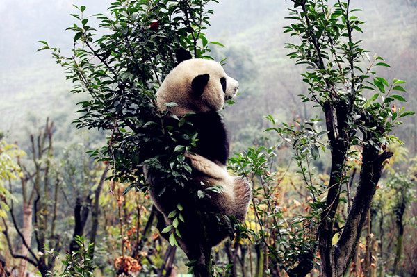 Tree-loving pandas