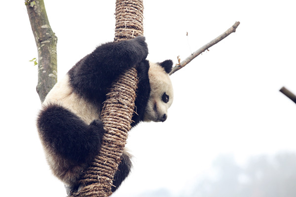 Tree-loving pandas