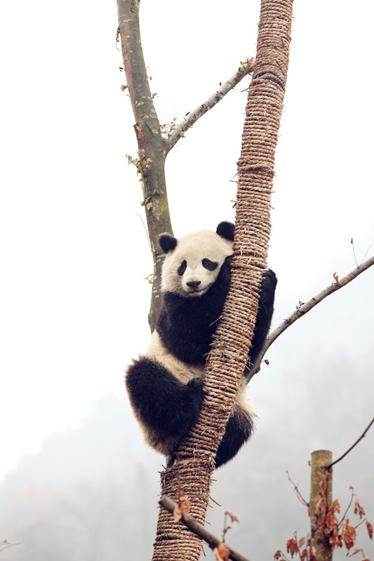 Tree-loving pandas