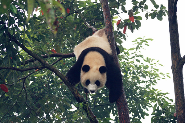 Tree-loving pandas