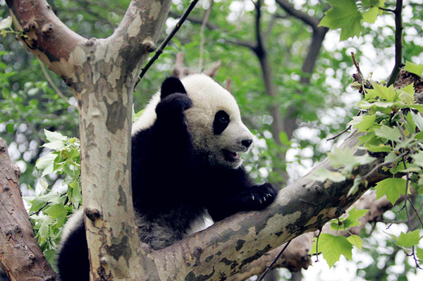 Tree-loving pandas