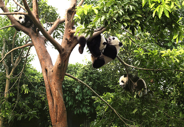 Tree-loving pandas