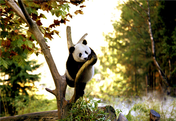 Tree-loving pandas