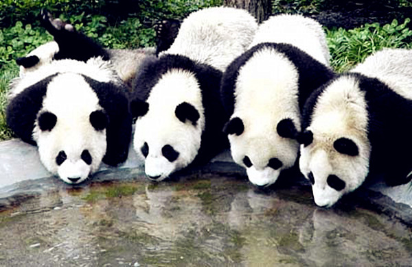 Happy panda families