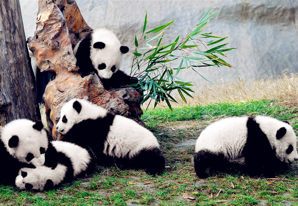 Happy panda families