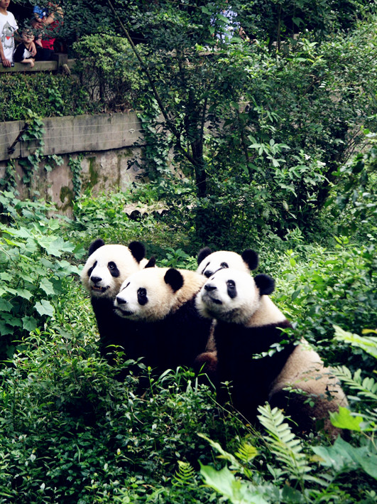 Happy panda families