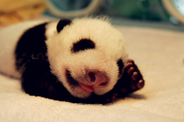 Baby pandas