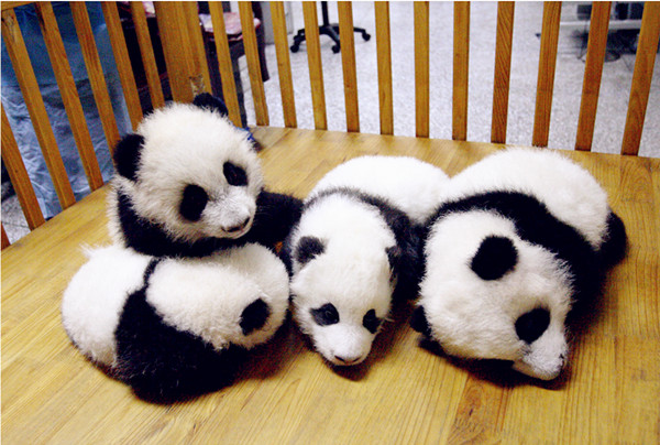 Baby pandas