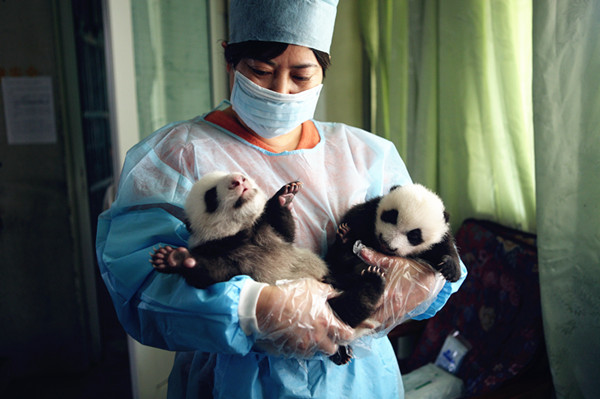 Baby pandas