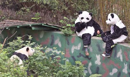 Pandas set to take a walk on the wild side