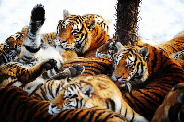 Siberian tiger population roars in NE China