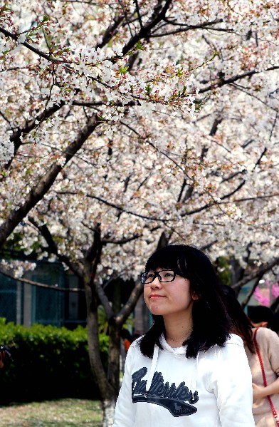 CHINA-SHANGHAI-TONGJI UNIVERSITY-CHERRY BLOSSOMS