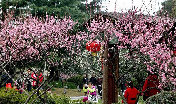 CHINA-SHANGHAI-SPRING-PLUM BLOSSOMS