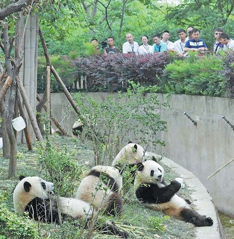 Pandas entertain guests of the 2013 Fortune Global Forum in Chengdu