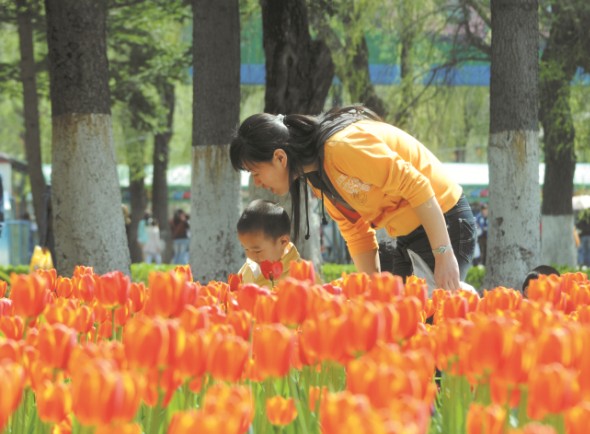 Jilin residents admire tulips at a local park.