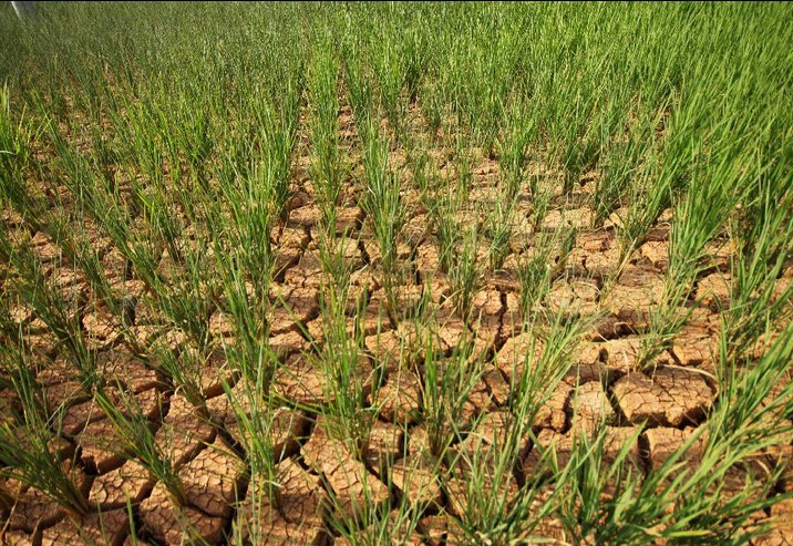 38 counties in Guizhou faced with serious drought