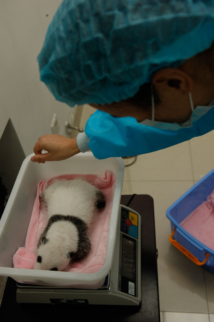 Newborn pandas growing in Chengdu