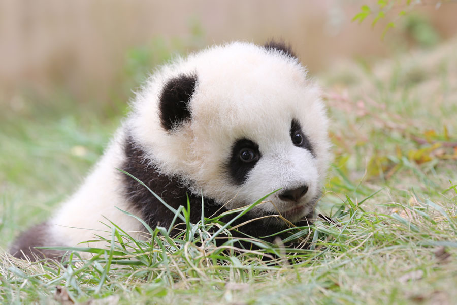 Newborn pandas growing in Chengdu