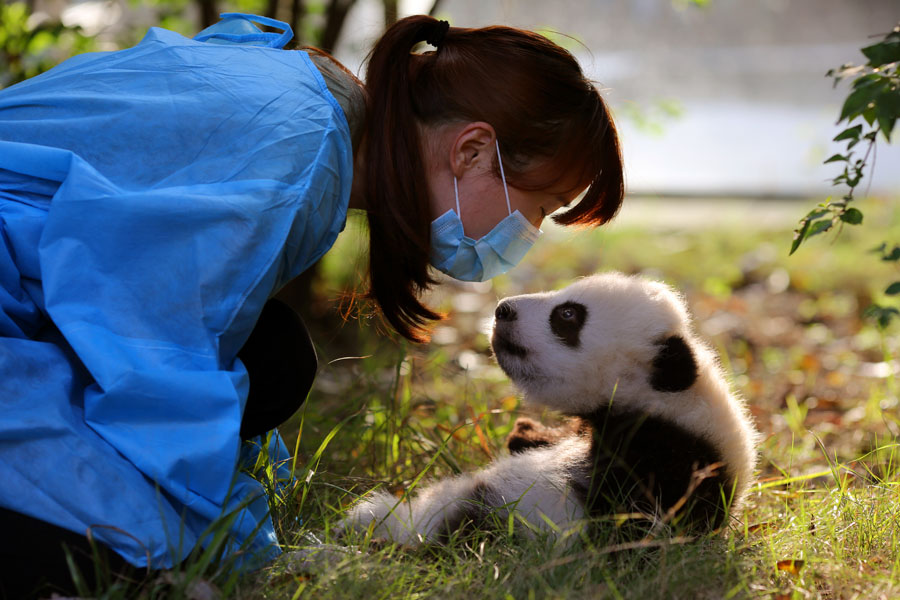 Newborn pandas growing in Chengdu