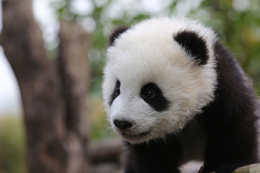 Newborn pandas growing in Chengdu