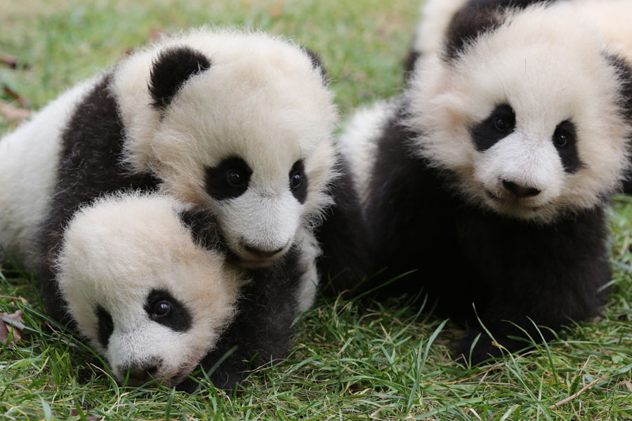 Newborn pandas growing in Chengdu