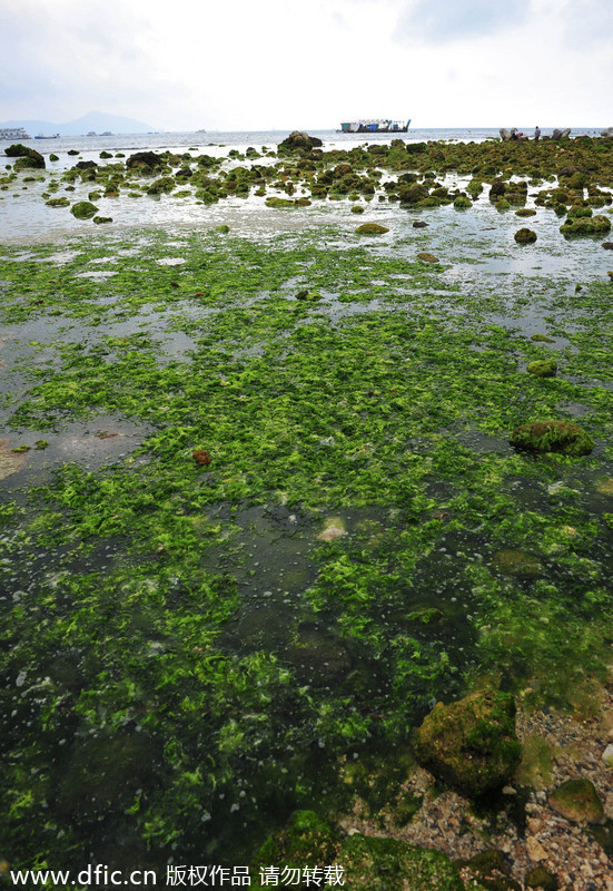 Algae scares tourists away from Sanya beach