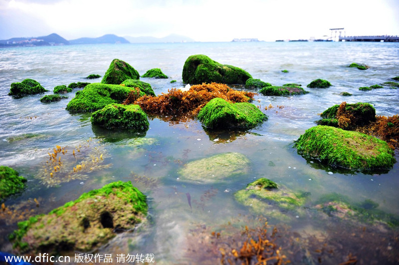 Algae scares tourists away from Sanya beach
