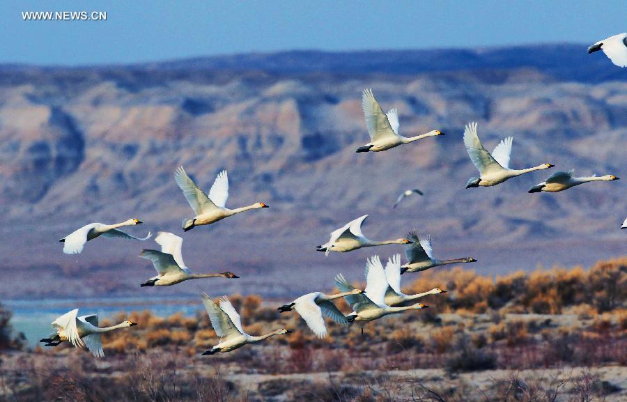 White swans seen on Ulunggur Lake, NW China