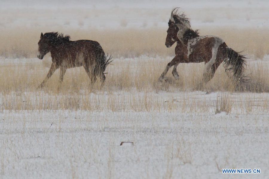 Spring snow falls on grassland in NW China