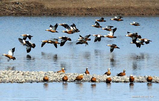 Yellow River Wetland: heaven for birds