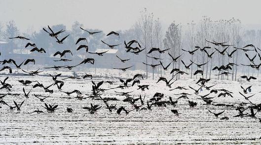 Yellow River Wetland: heaven for birds