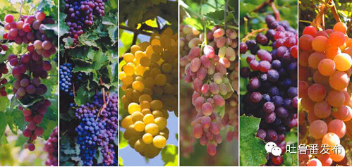 Turpan grapes to dazzle residents of Changsha