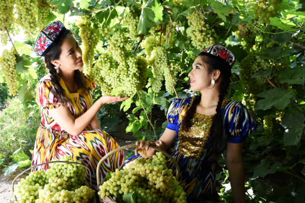 Harvest begins for Turpan Grape Festival