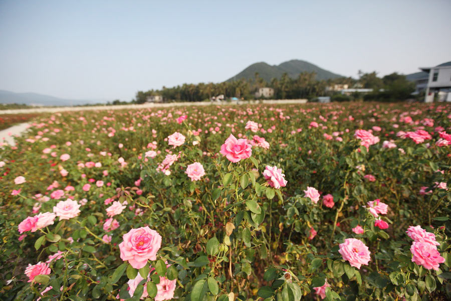 A visit to Sanya Rose Valley is heaven-scent