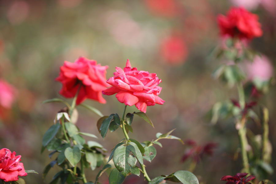 A visit to Sanya Rose Valley is heaven-scent