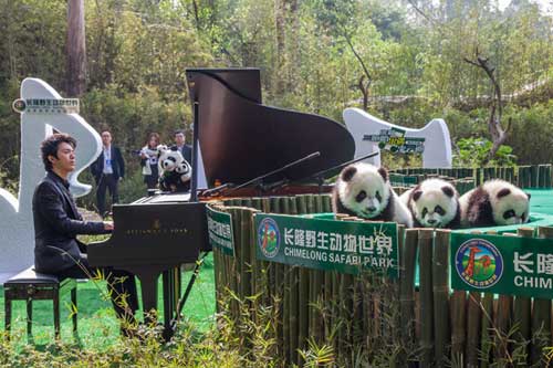 Pianist plays for panda triplets