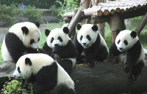 Chengdu makes its mark on the tourist map