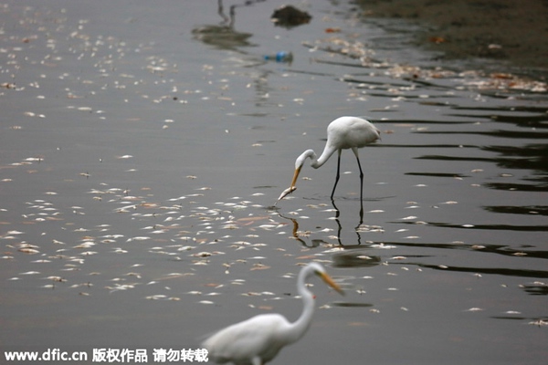 River fills with dead fish, attracting egrets