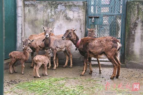 Jiangsu zoos embrace newly-born cute baby animals