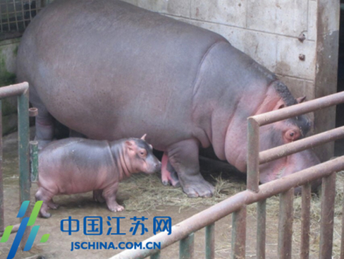 Jiangsu zoos embrace newly-born cute baby animals