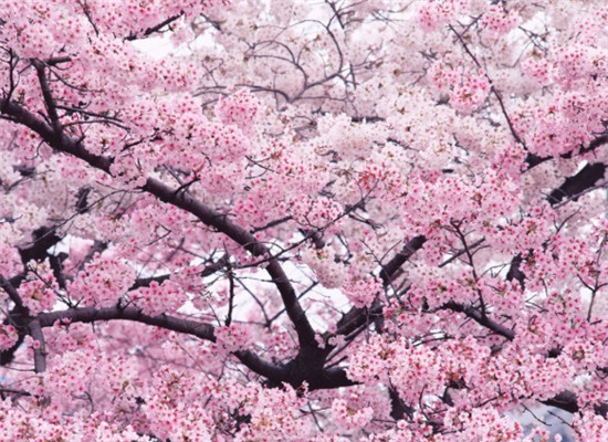 Enjoying cherry blossoms in universities in Nanjing