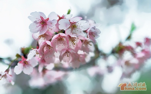 Enjoy spring colors and flavors at Yuantouzhu International Cherry Festival