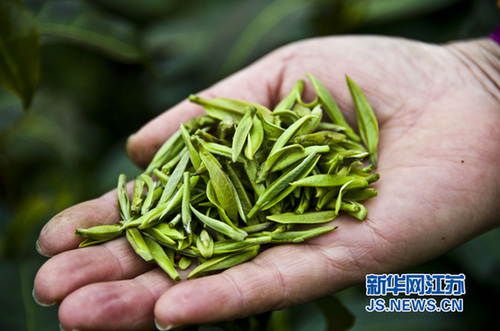 Early spring tea in Zhenjiang comes to harvest season