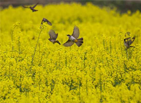 Greet a golden blossom