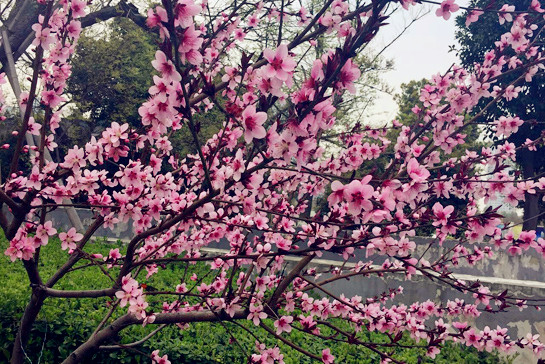 Wuxi (China) Yangshan Peach Blossom Festival