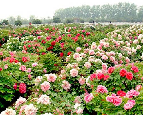 Parks in Nanjing offer free open days in April, May