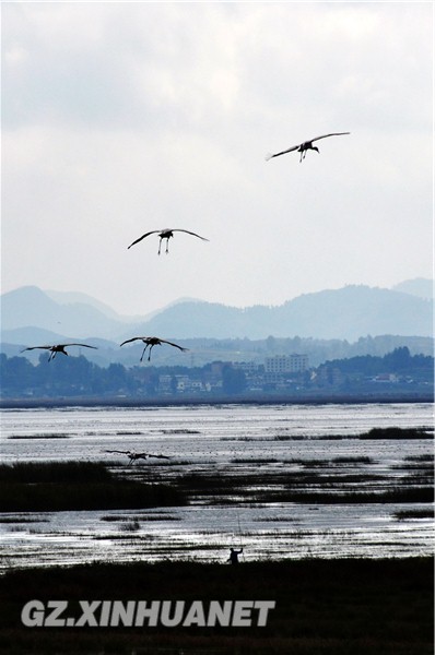 Black-necked Cranes spending winter in Caohai Lake