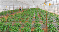 Updates of Harbin's Green Agriculture